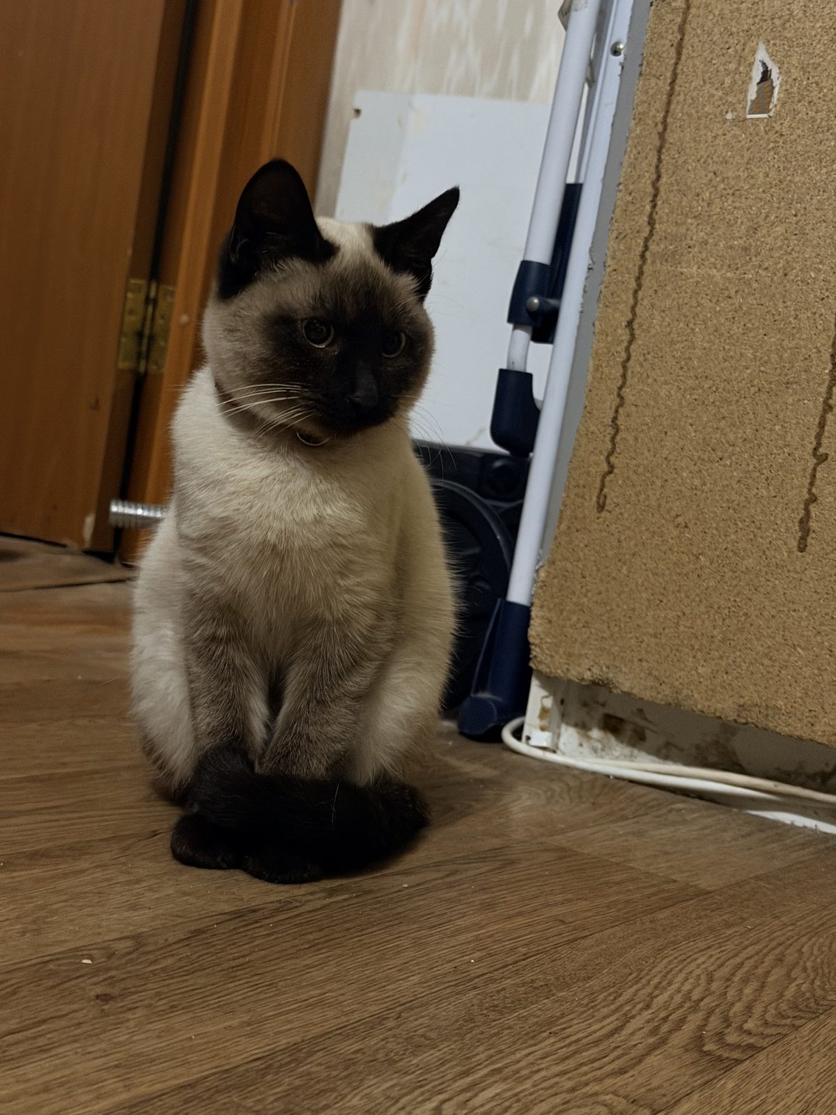 Найдена кошка в Подольске — фото объявления