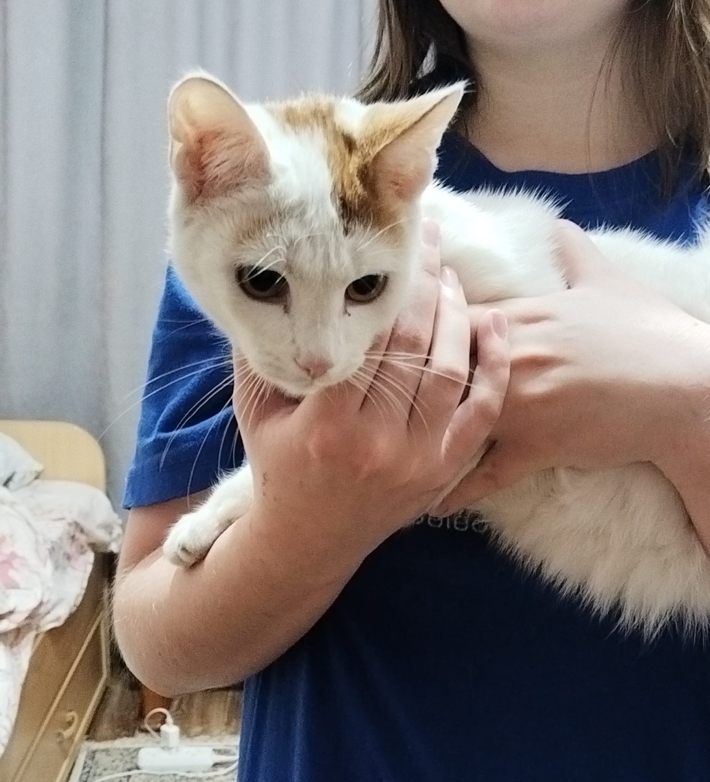Найдена кошка в Кемерове — фото объявления