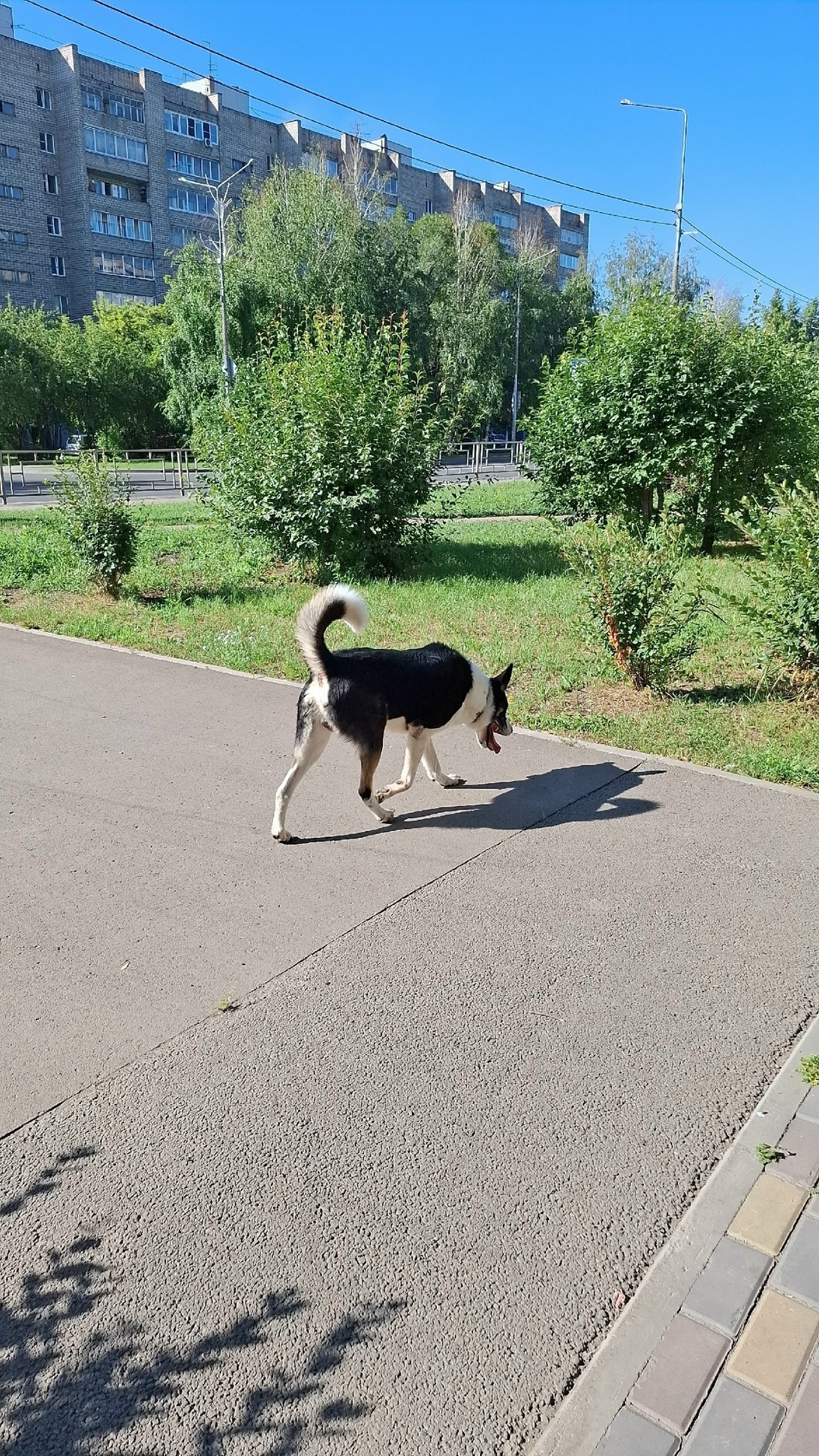Найдена собака в Красноярске — фото объявления
