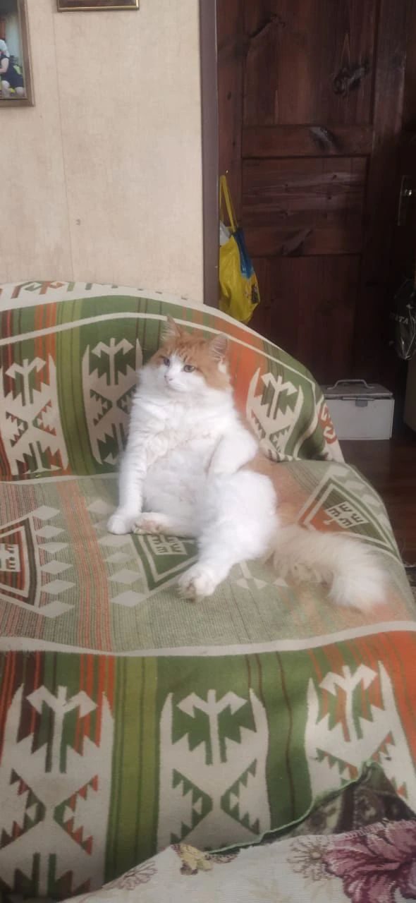 Пропала кошка в Рузе — Кот Вася