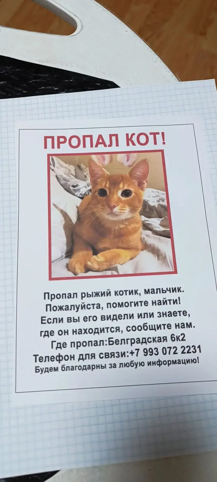 Пропала кошка в Санкт-Петербурге — Кот рыжий