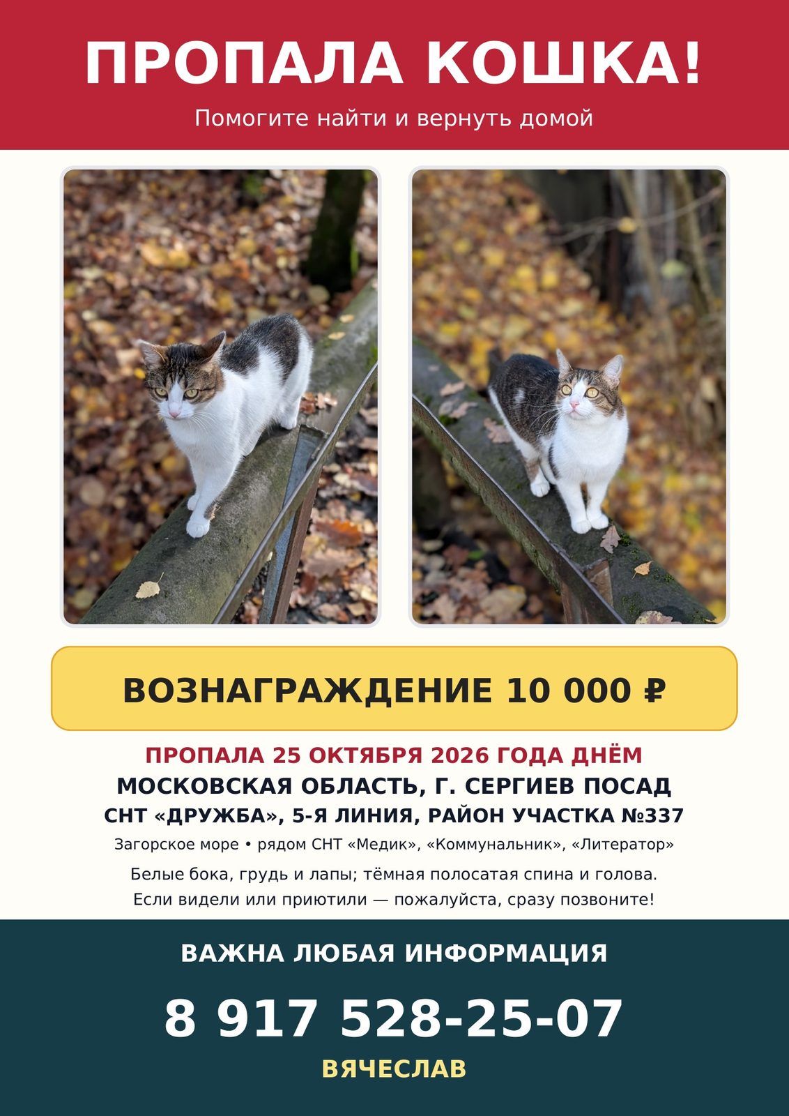 Пропала кошка в Сергиевом Посаде — Кошка вышла из дома и не вернулась