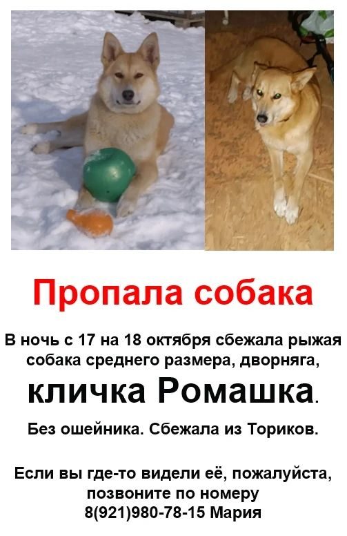 Пропала собака в Санкт-Петербурге — ❗🆘❗Поиск Ромашки продолжается❗🆘