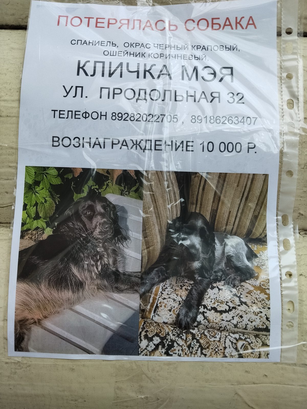 Пропала собака в Краснодаре — фото объявления