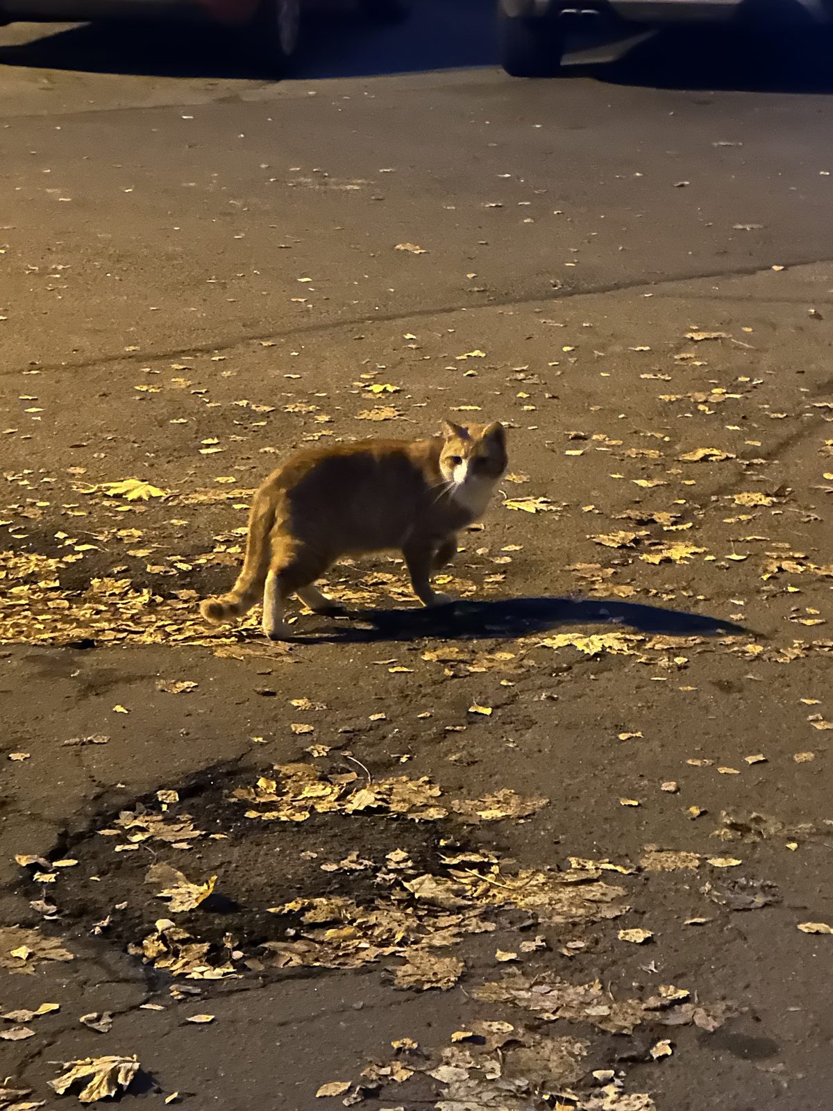 Найдена кошка в Санкт-Петербурге — Рыжий кот . Недавно я появился во дворе.