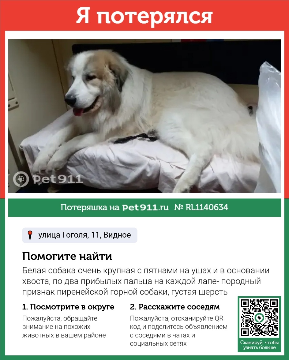 Пропала собака в Москве — фото объявления