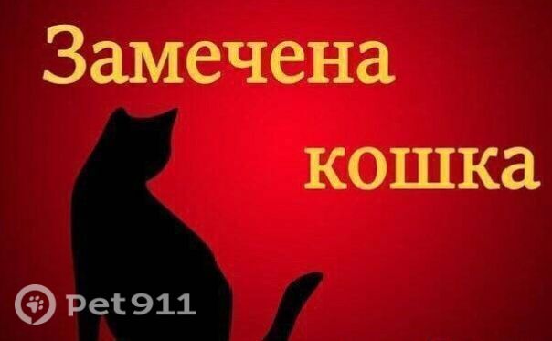 Найдена кошка в Москве — фото объявления