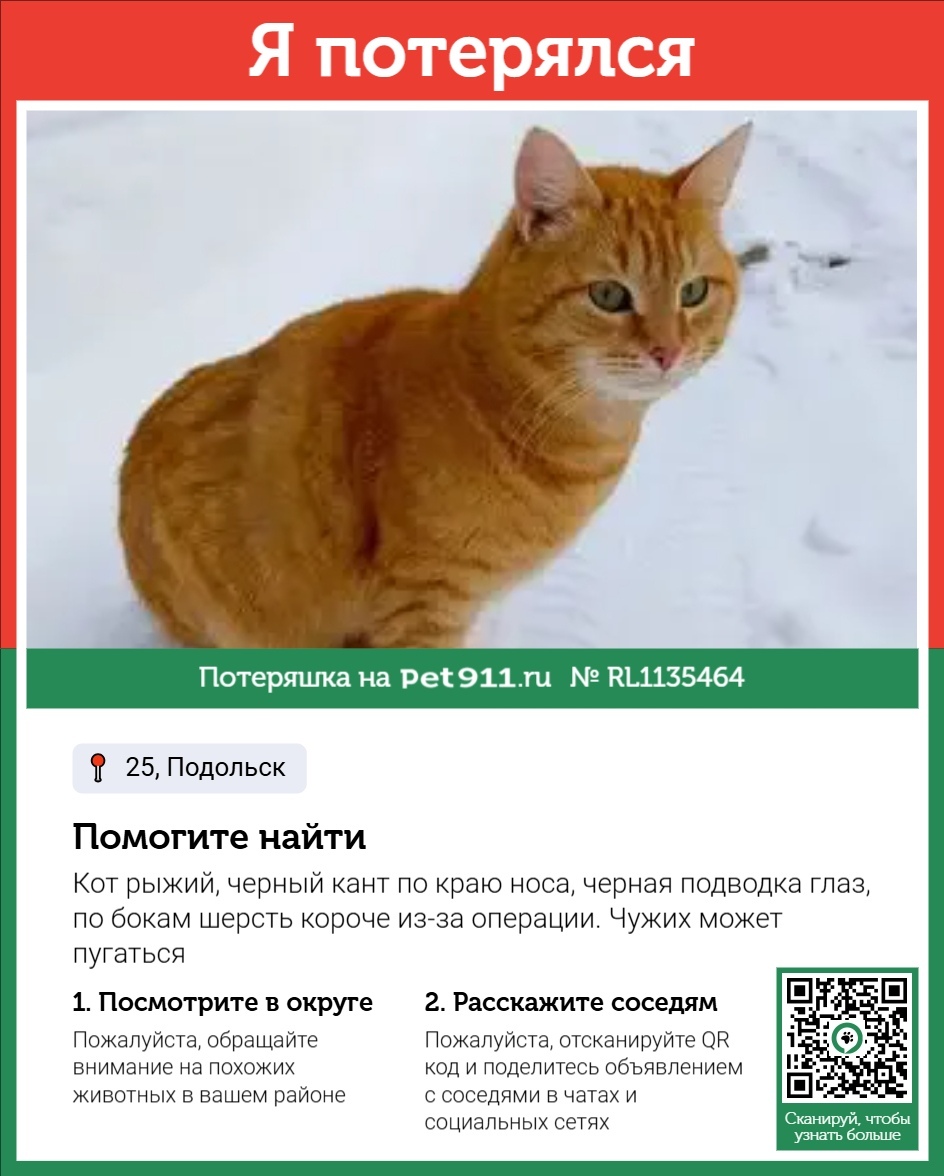 Пропала кошка в Москве — фото объявления