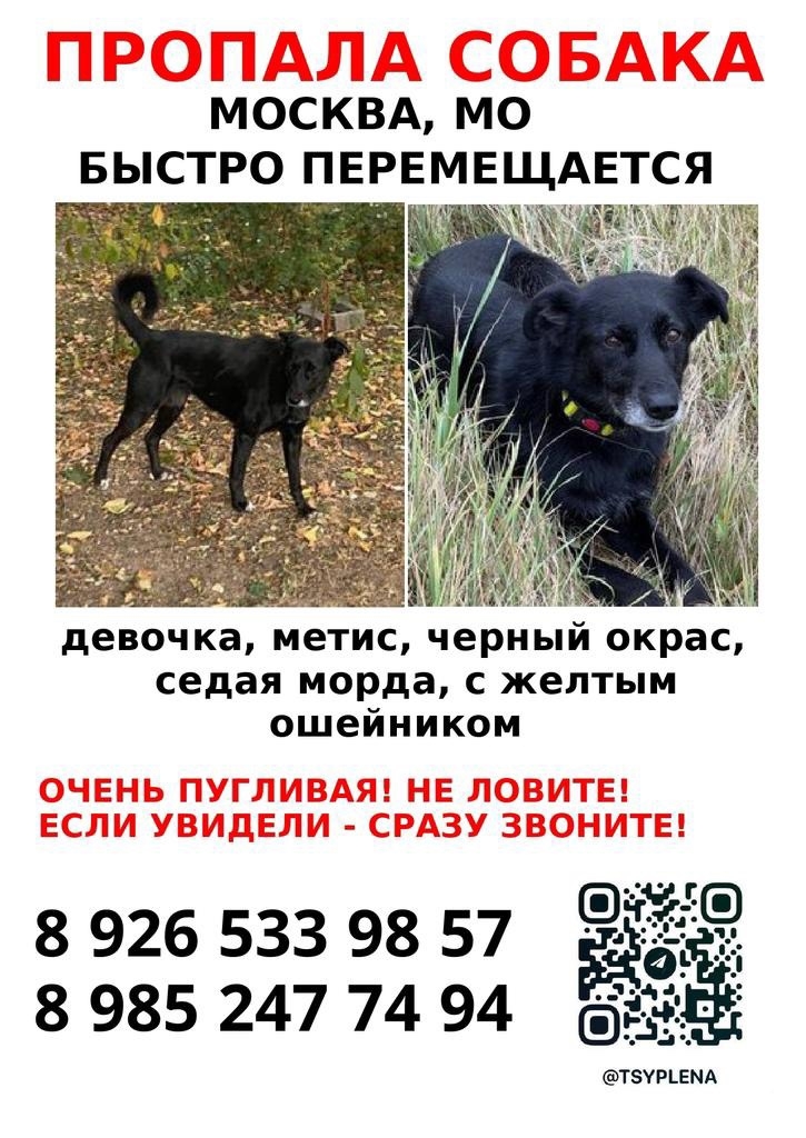 Пропала собака в Москве — фото объявления
