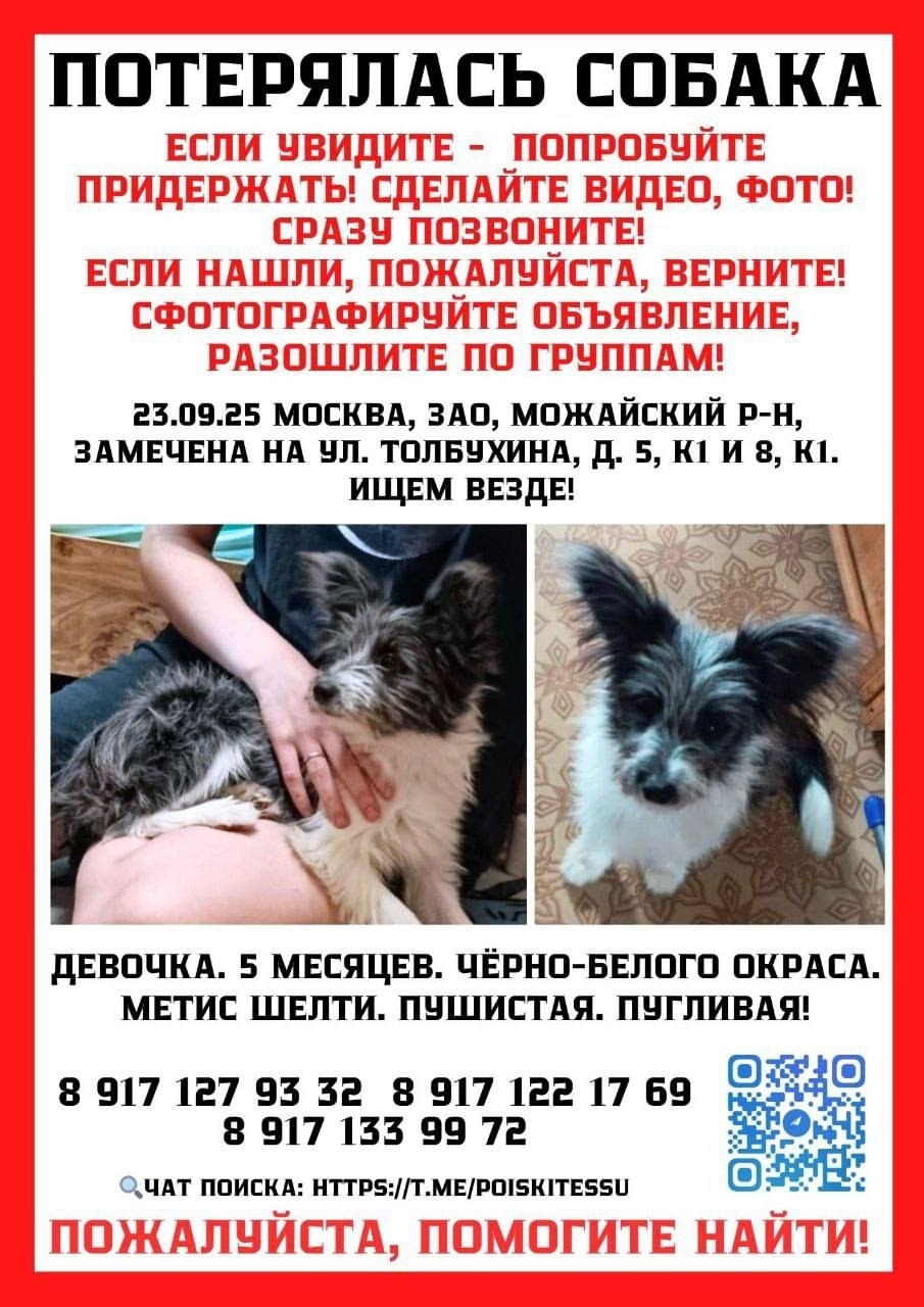 Пропала собака в Москве — фото объявления