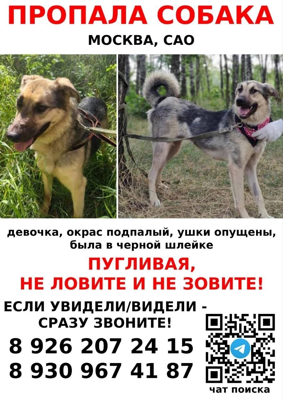 Пропала собака в Москве — фото объявления