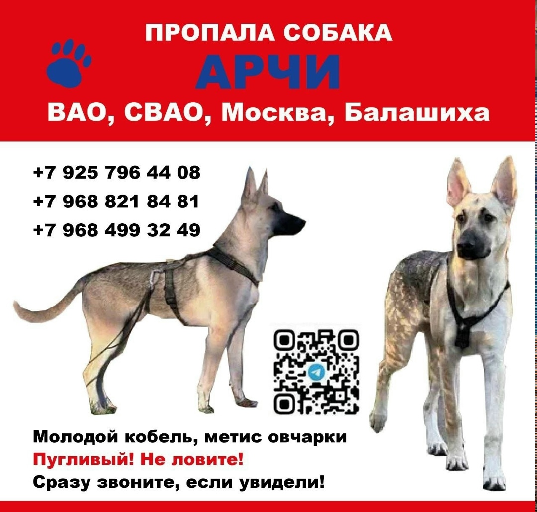 Найдена собака в Москве — фото объявления