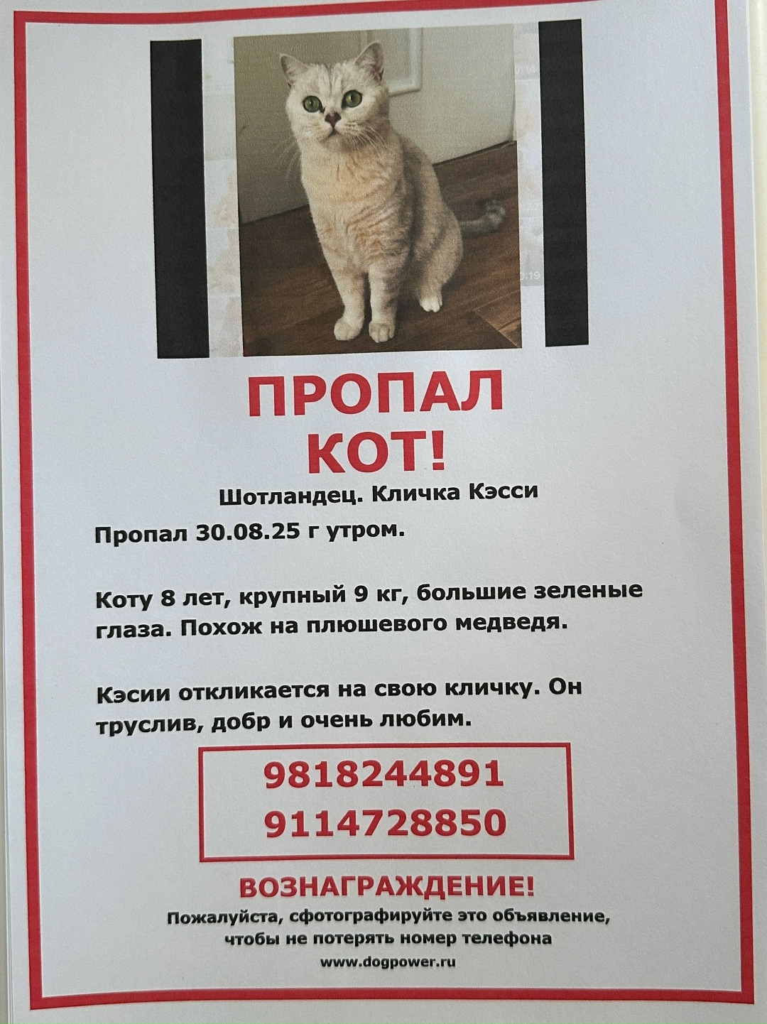 Пропала кошка в Москве — фото объявления