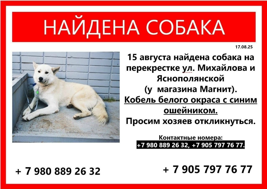 Найдена собака в Москве — фото объявления