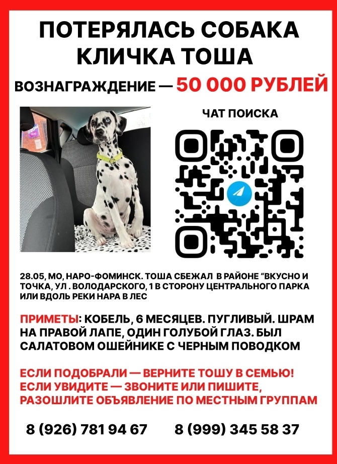 Пропала собака в Москве — фото объявления