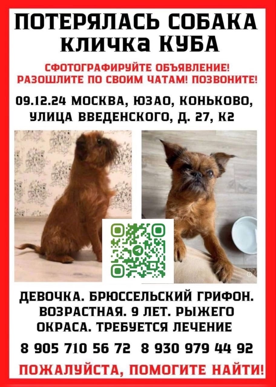 Пропала собака в Москве — фото объявления