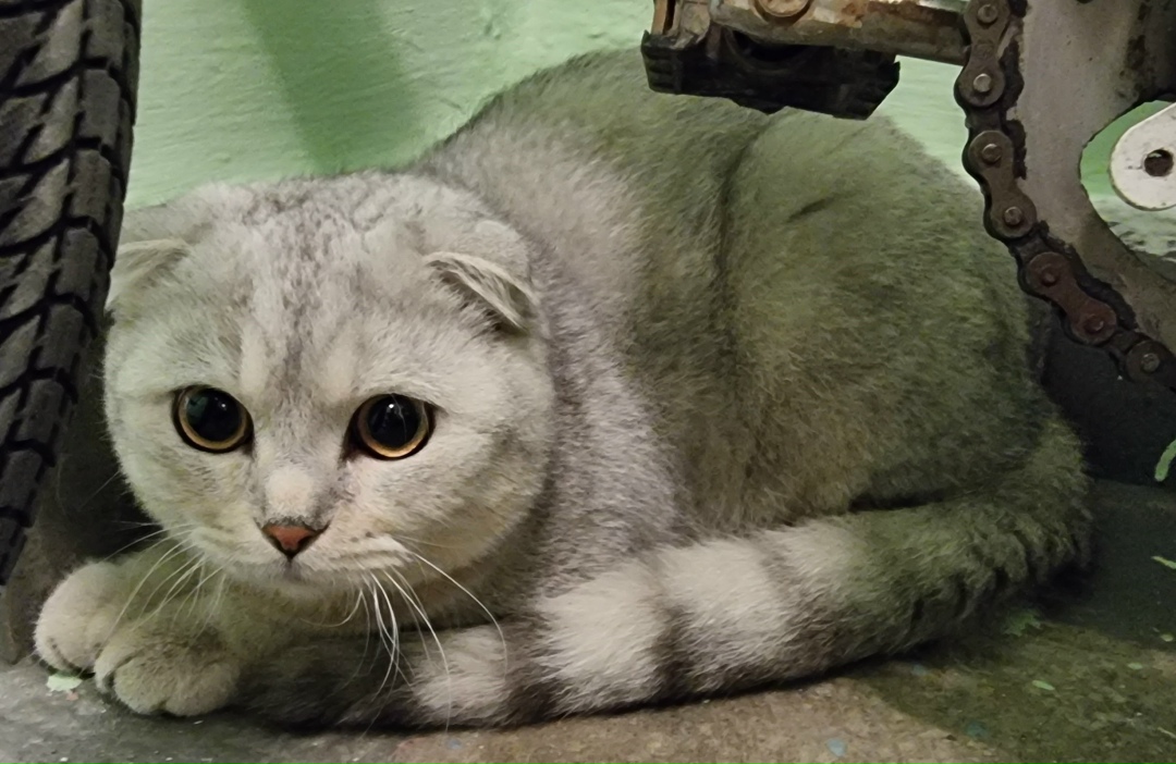 Найдена кошка в Москве — фото объявления