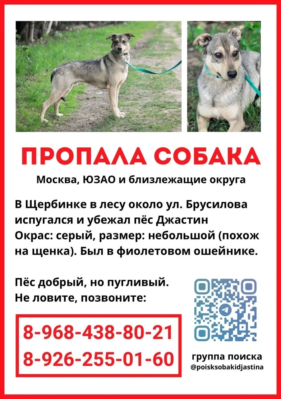 Пропала собака в Москве — фото объявления