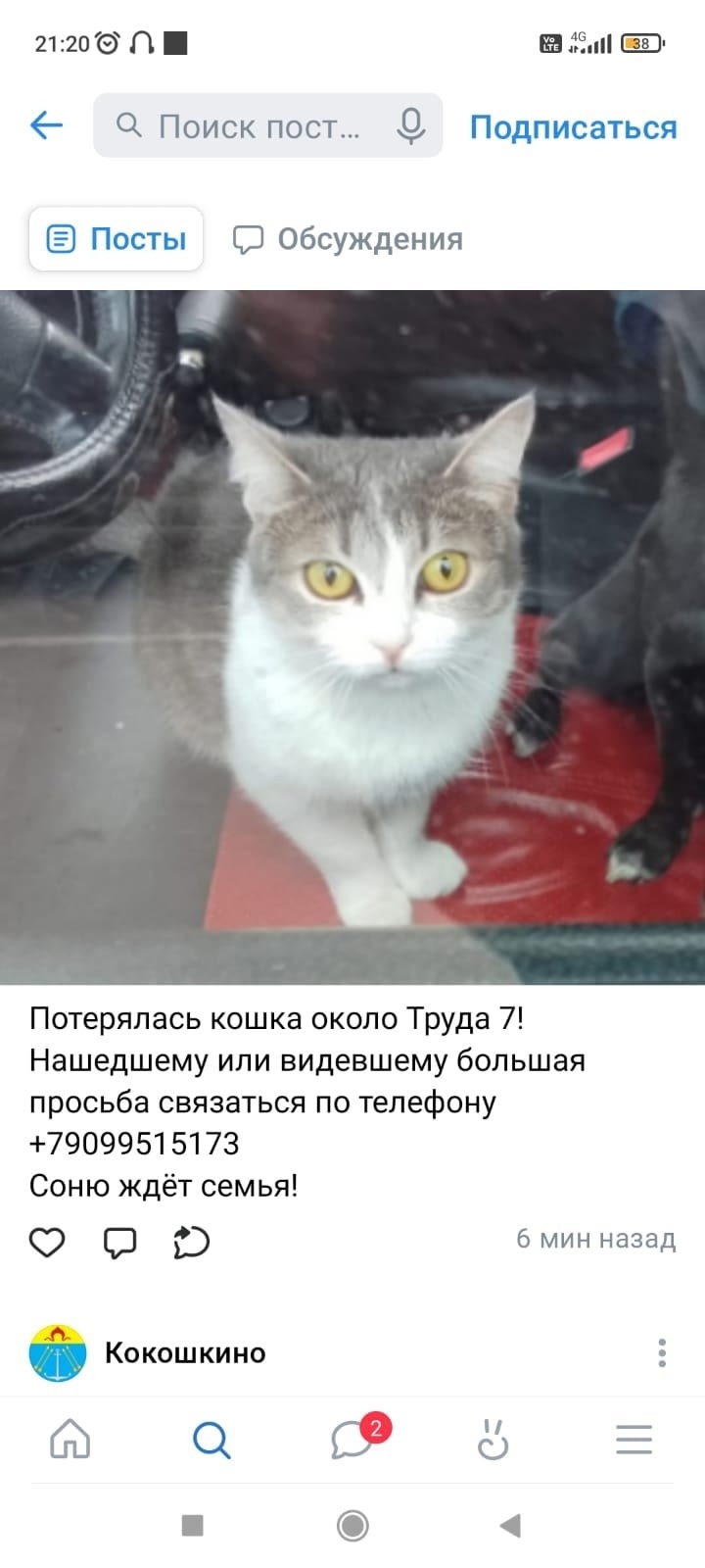 Пропала кошка в Москве — фото объявления
