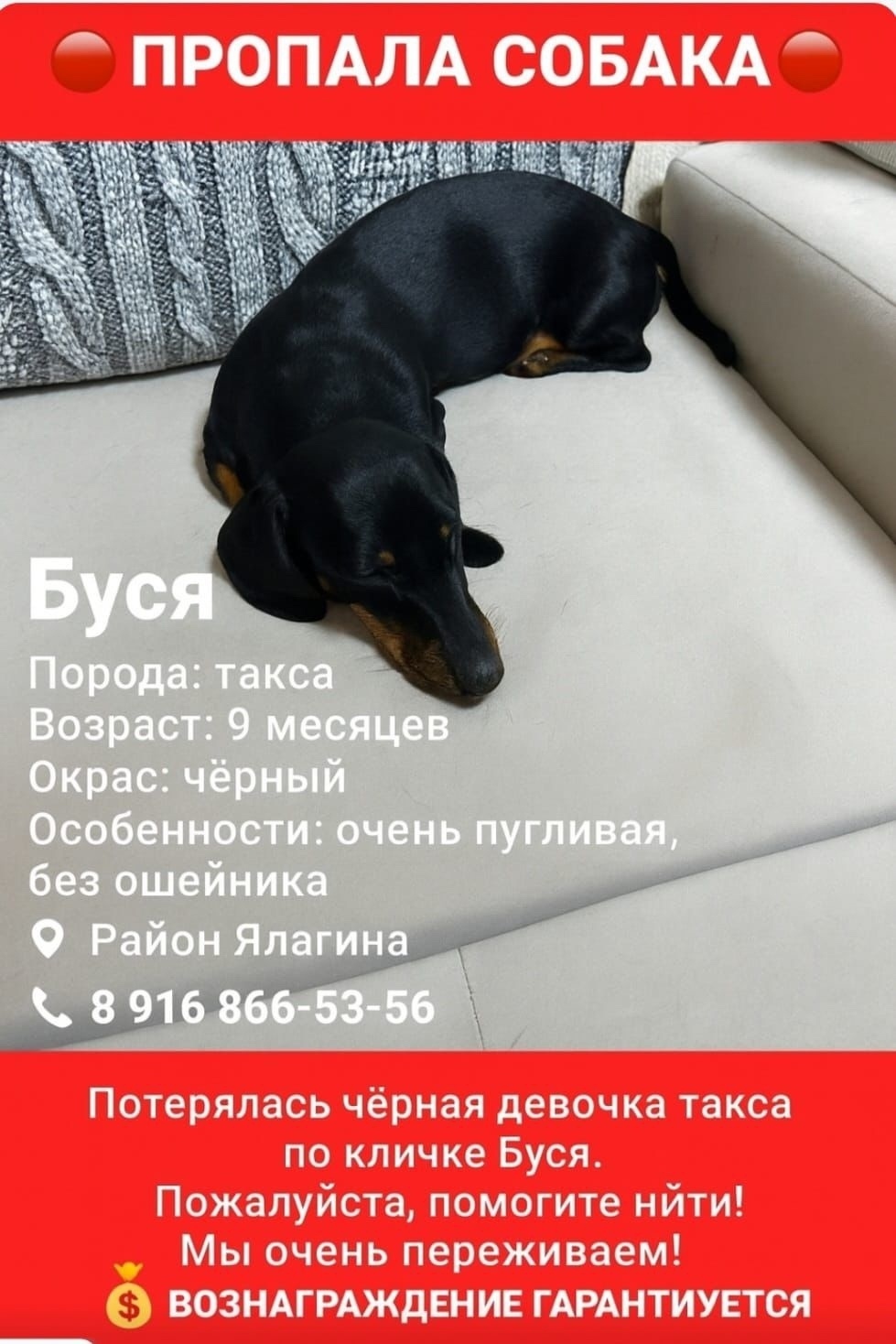 Пропала собака в Москве — фото объявления