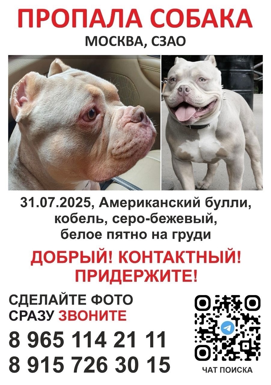 Пропала собака в Москве — фото объявления