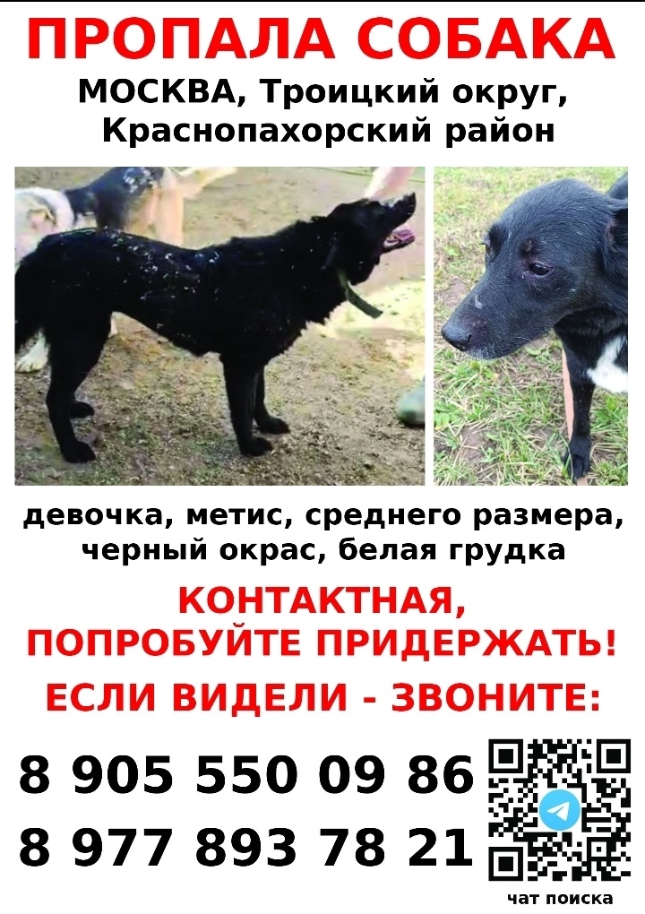 Пропала собака в Москве — фото объявления