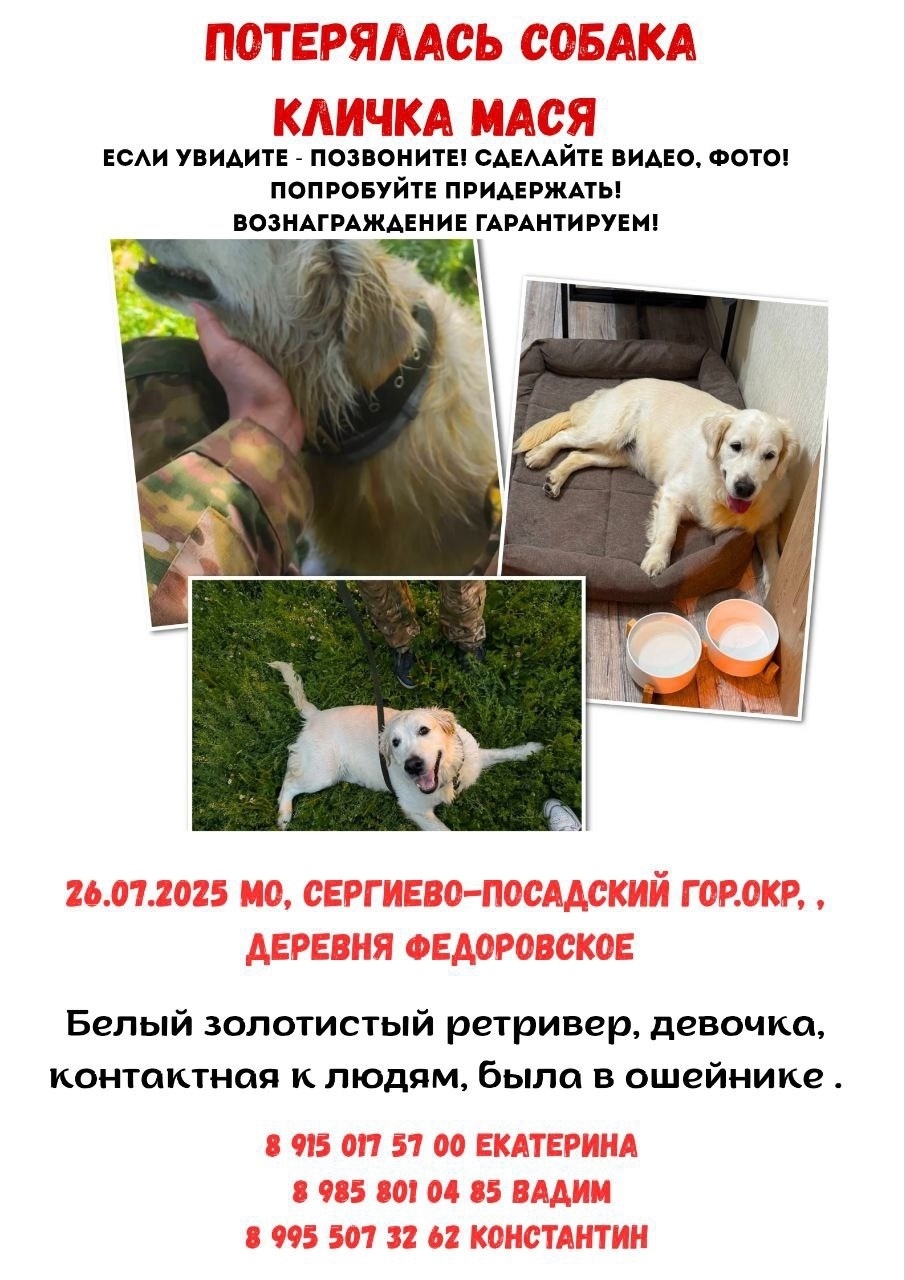 Пропала собака в Москве — фото объявления