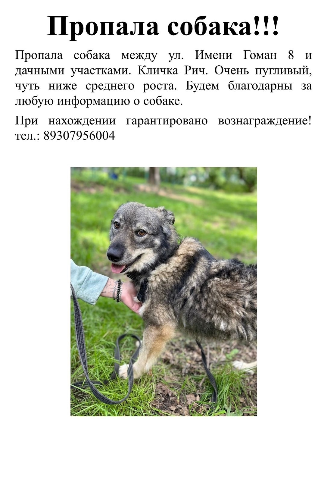 Пропала собака в Москве — фото объявления