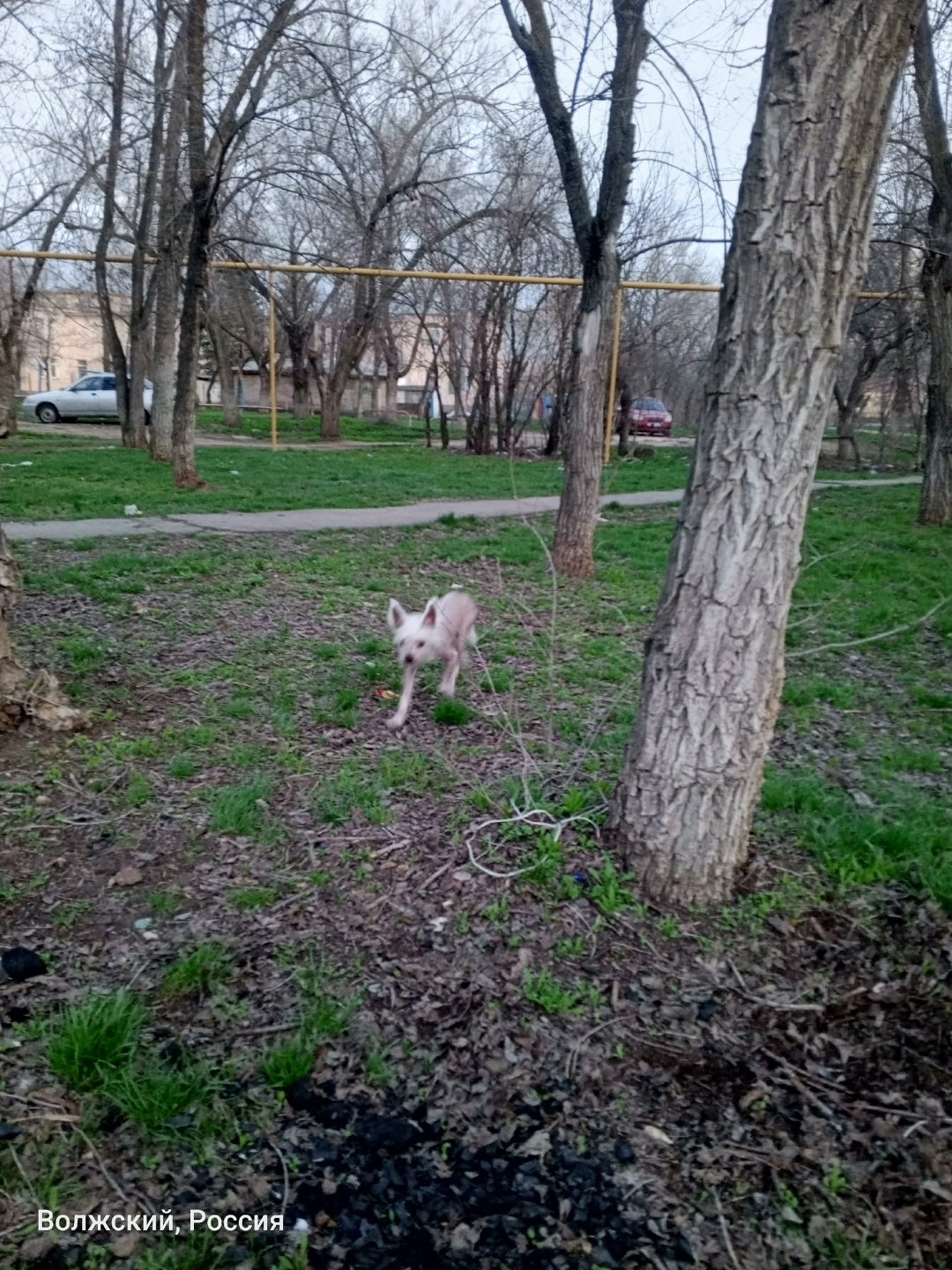 Пропала собака в Волгограде — фото объявления
