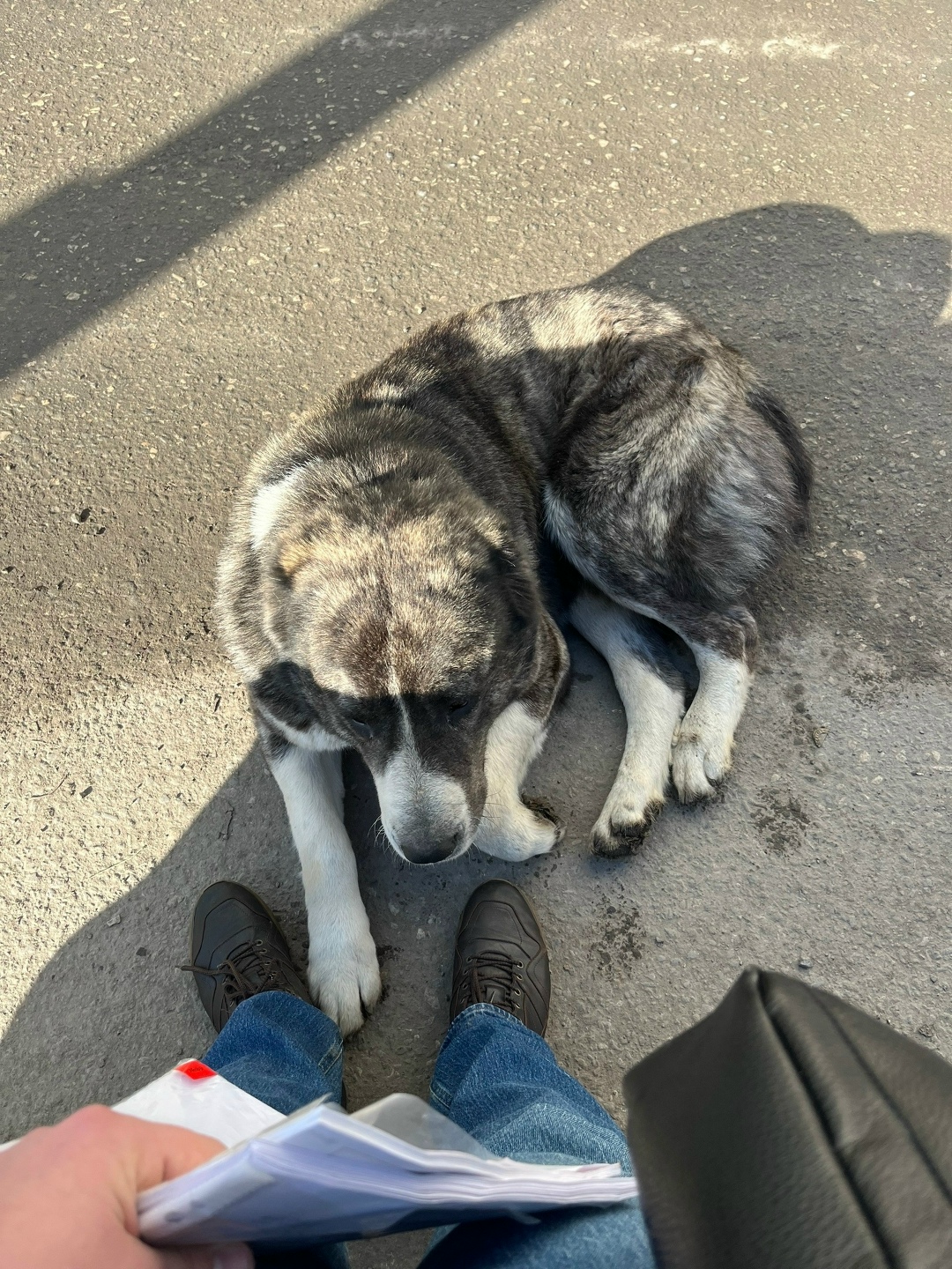Найдена собака в Волгограде — фото объявления