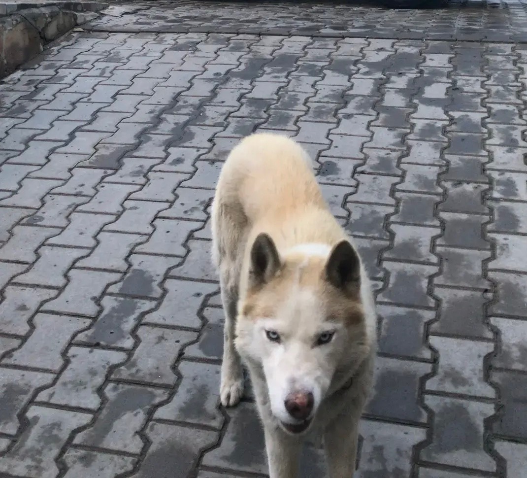 Пропала собака в Волгограде — фото объявления