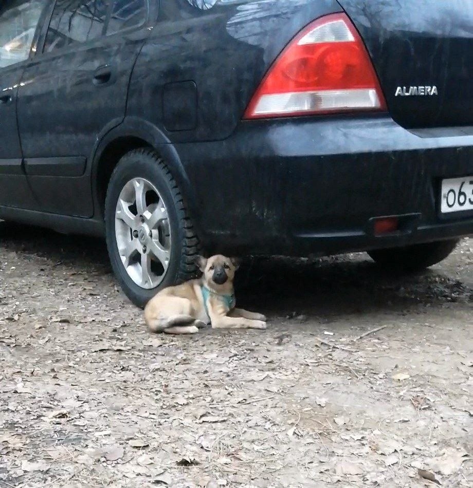 Найдена собака в Волгограде — фото объявления