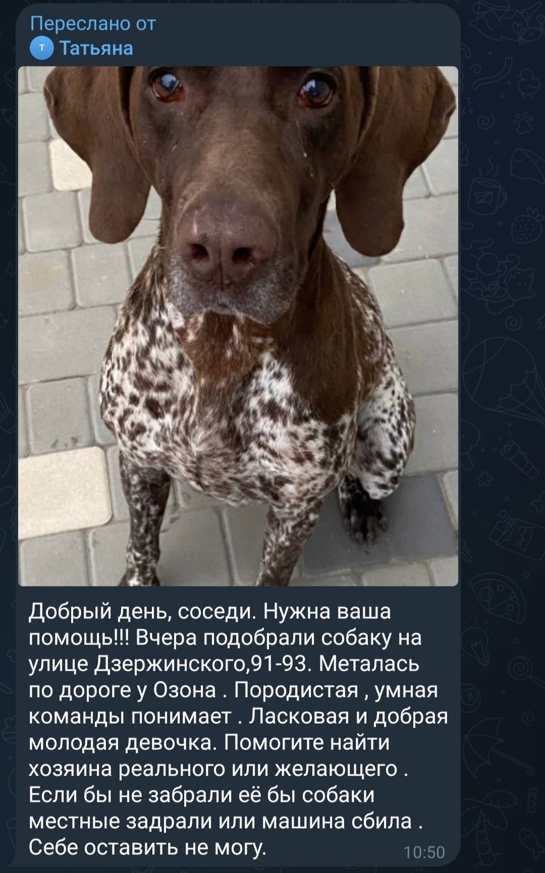 Найдена собака в Волгограде — фото объявления