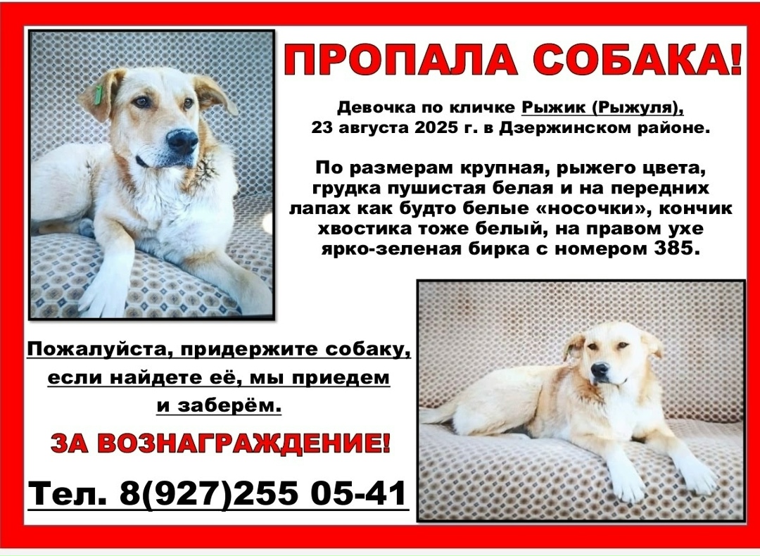 Найдена собака в Волгограде — фото объявления