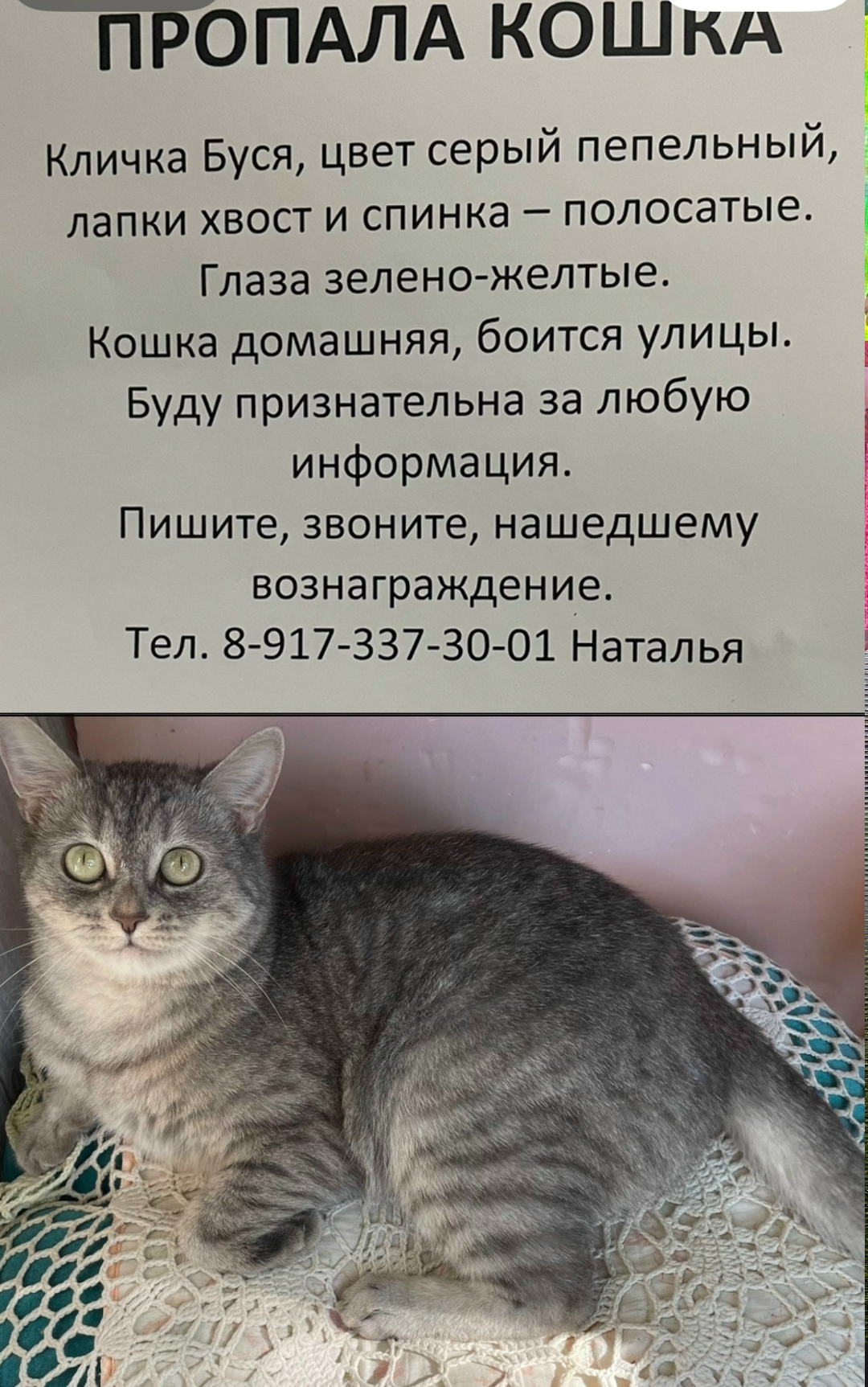 Пропала кошка в Волгограде — фото объявления