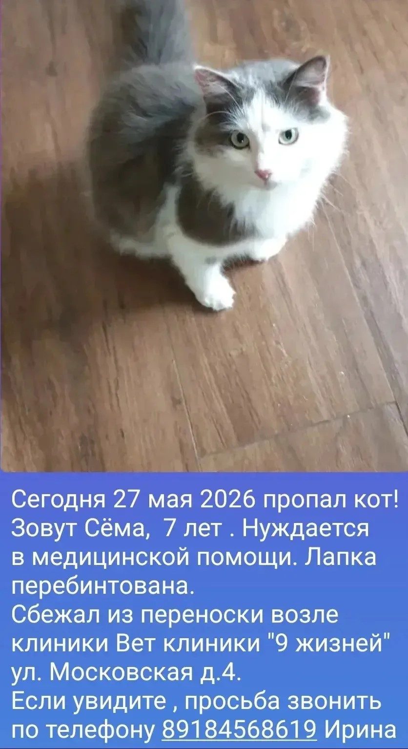 Пропала кошка в Новороссийске — фото объявления