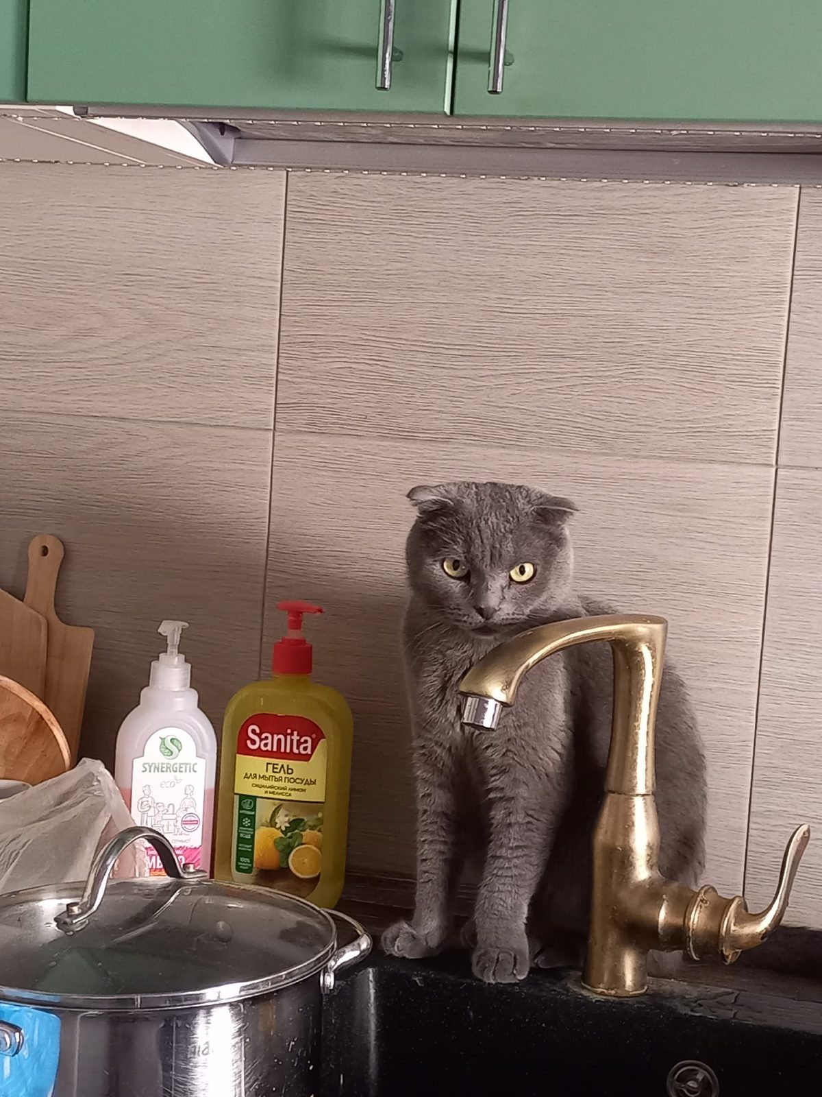 Пропавшая кошка в Ухте Пропала кошка в Ухте — фото объявления