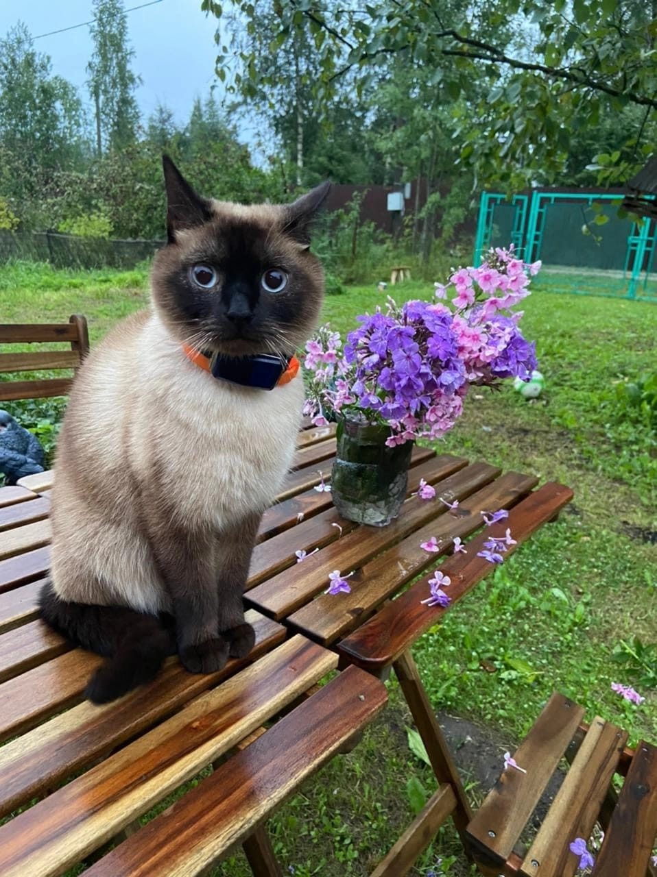 Кошка вернулась домой — Санкт-Петербург