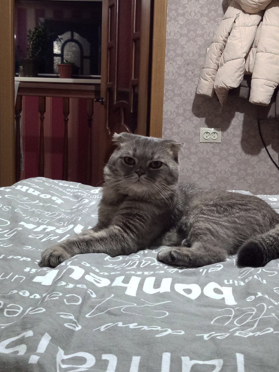 Пропала кошка в Омске — фото объявления