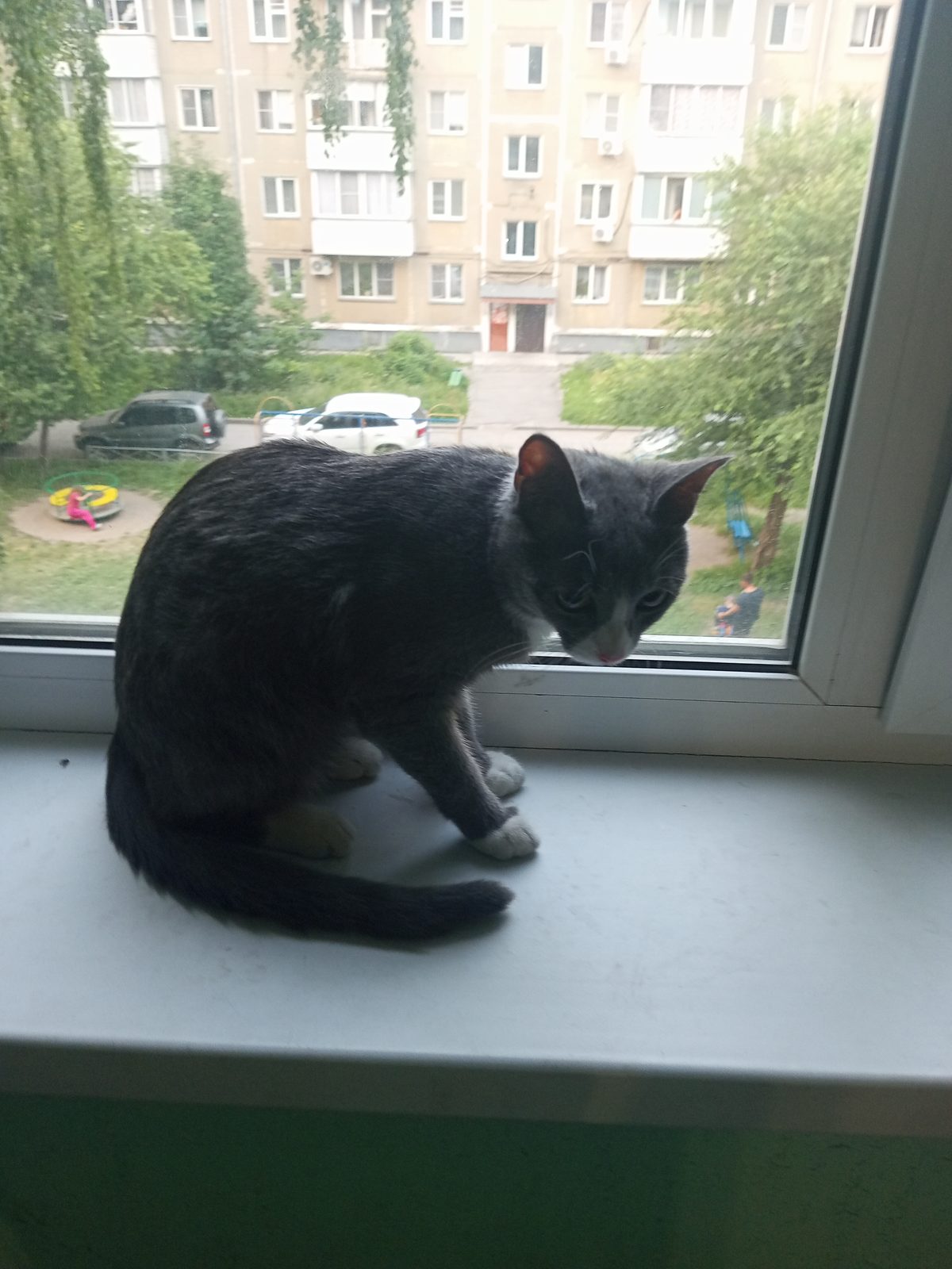 Найдена кошка в Новосибирске — фото объявления