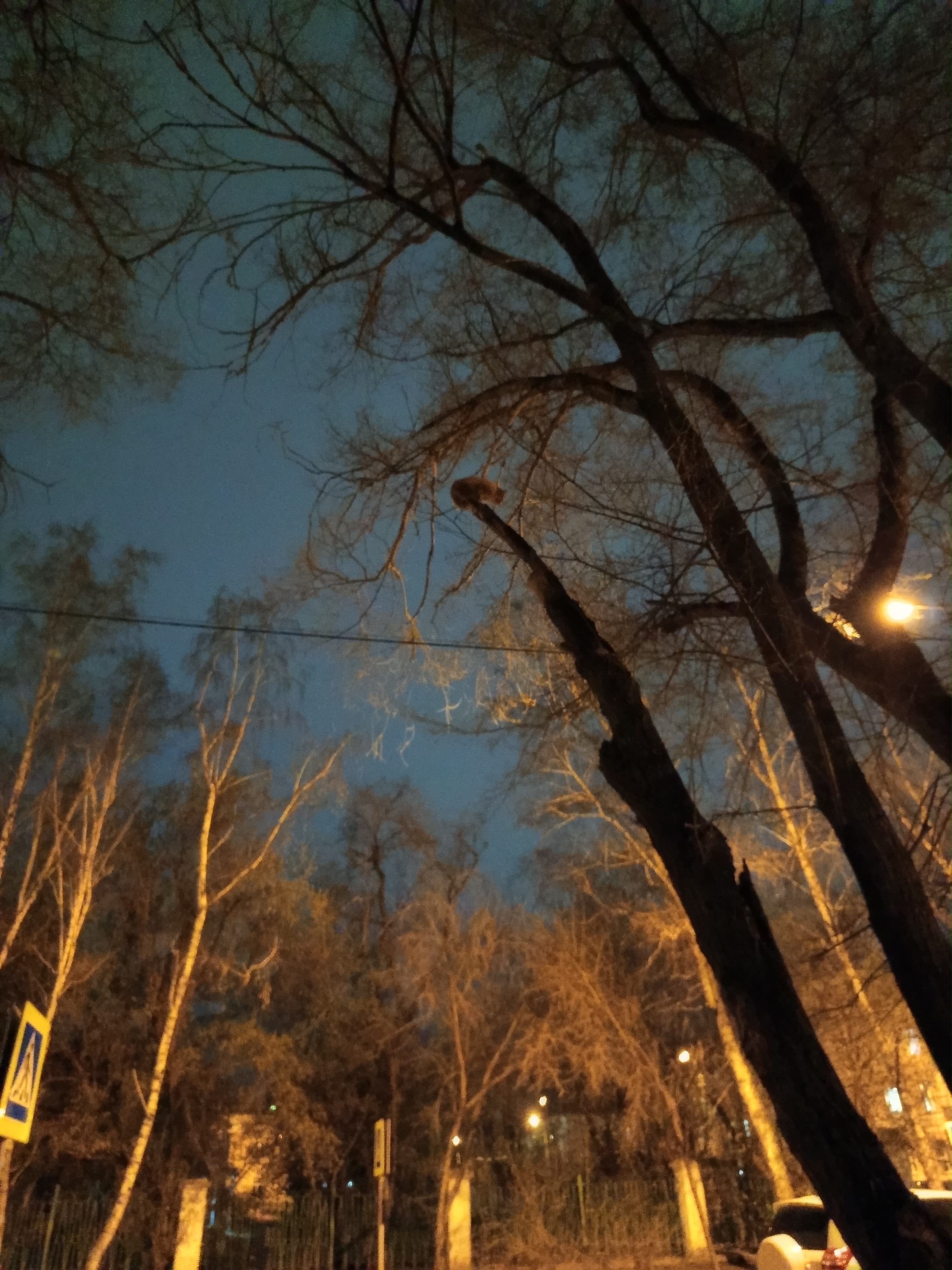 Найдена кошка в Красноярске — Котята