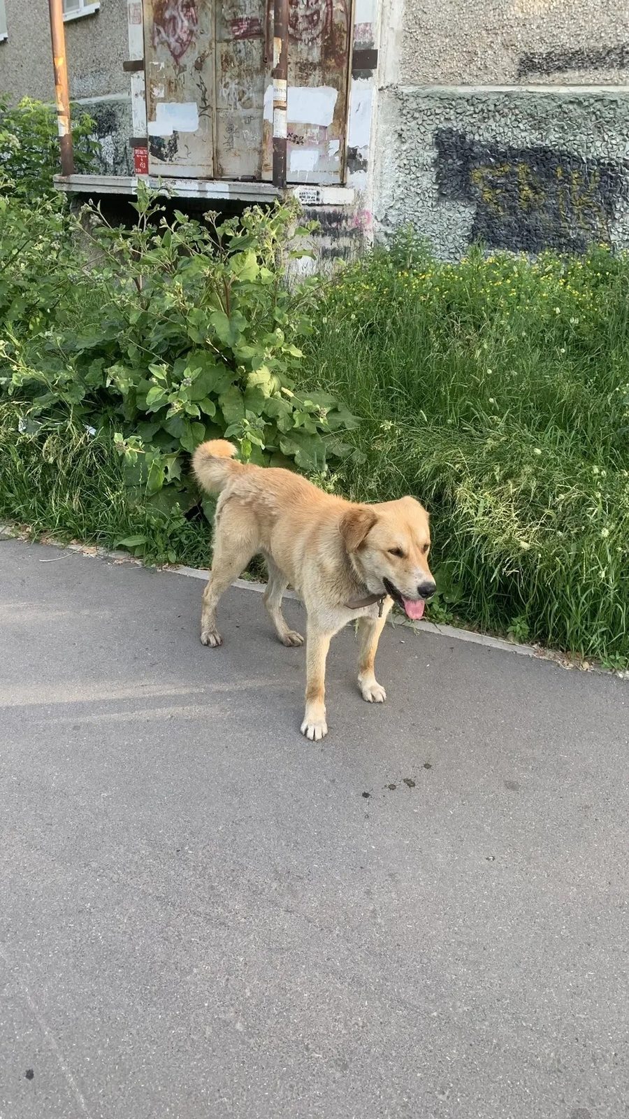 Найдена собака в Екатеринбурге — Потерянная собака