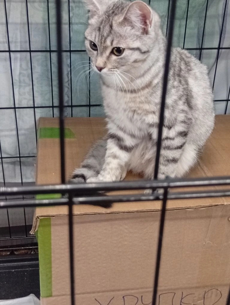 Найдена кошка в Иркутске — Кошка в Добрые Руки