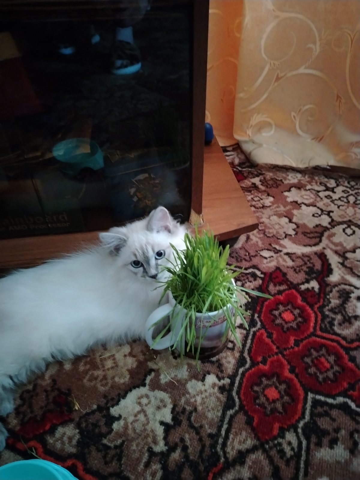 Пропавшая кошка в Десногорске: Ищю котика Пропала кошка в Десногорске — Ищю котика