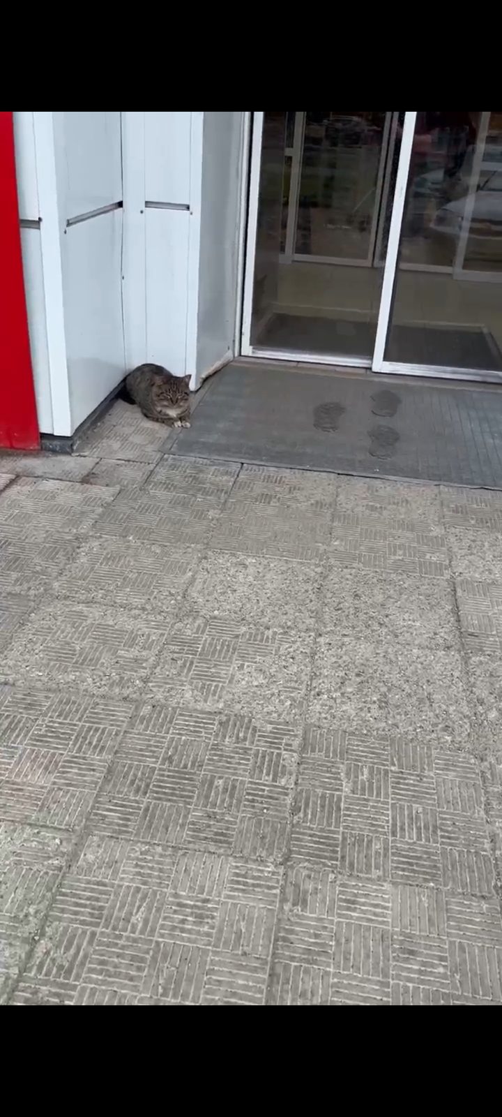 Найденная кошка в Архангельске: Кошка с больной лапкой Найдена кошка в Архангельске — Кошка с больной лапкой