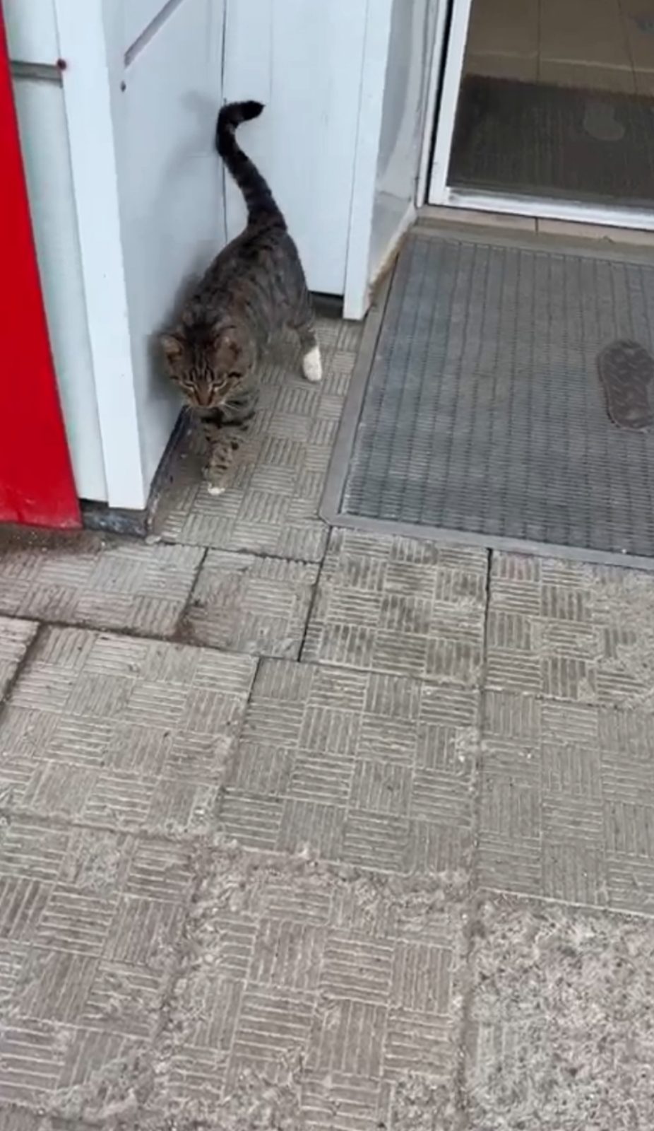 Найденная кошка в Архангельске: Кошка с больной лапкой Найдена кошка в Архангельске — Кошка с больной лапкой