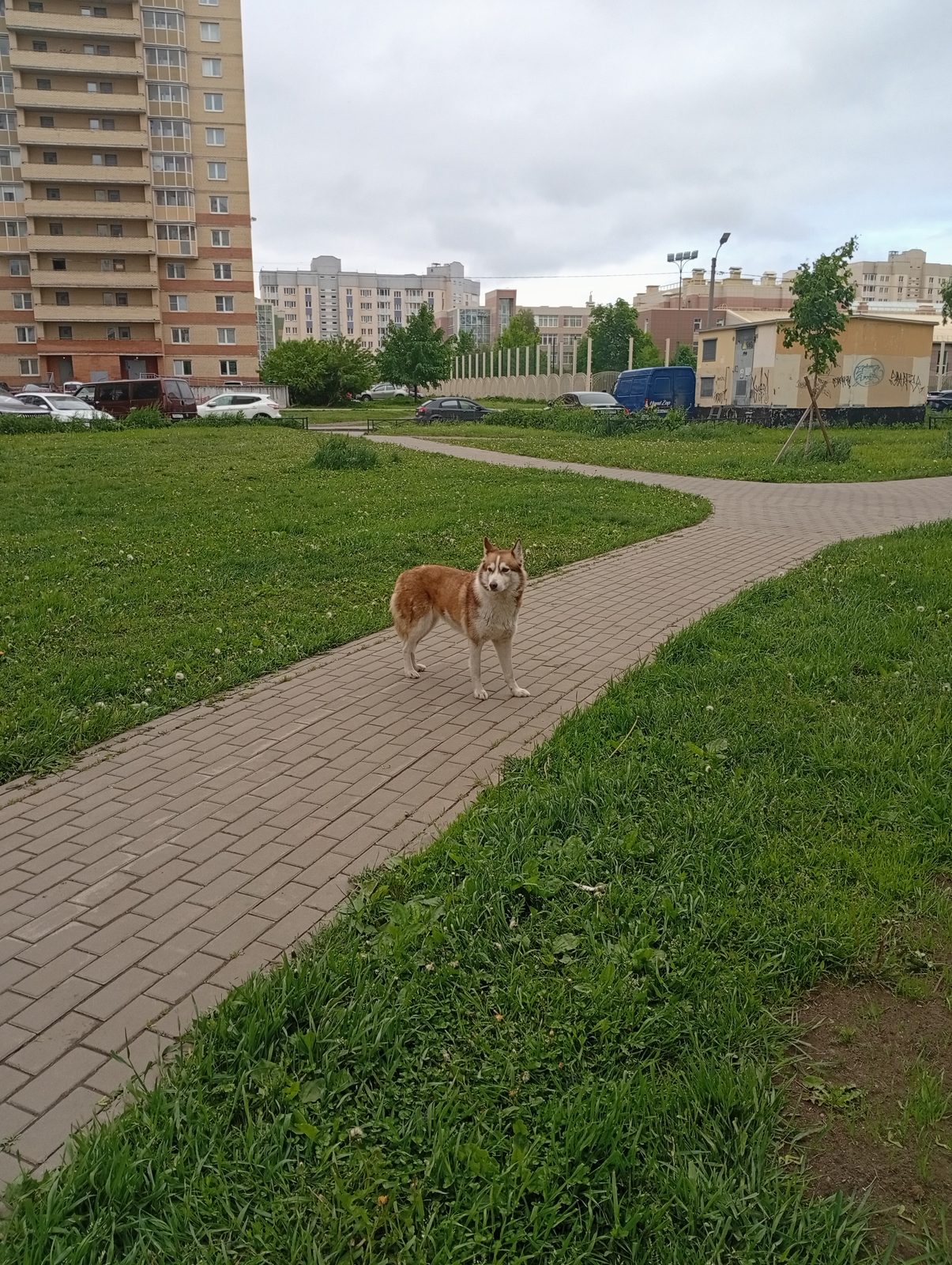 Найдена собака в Санкт-Петербурге — Самка породы хаски .