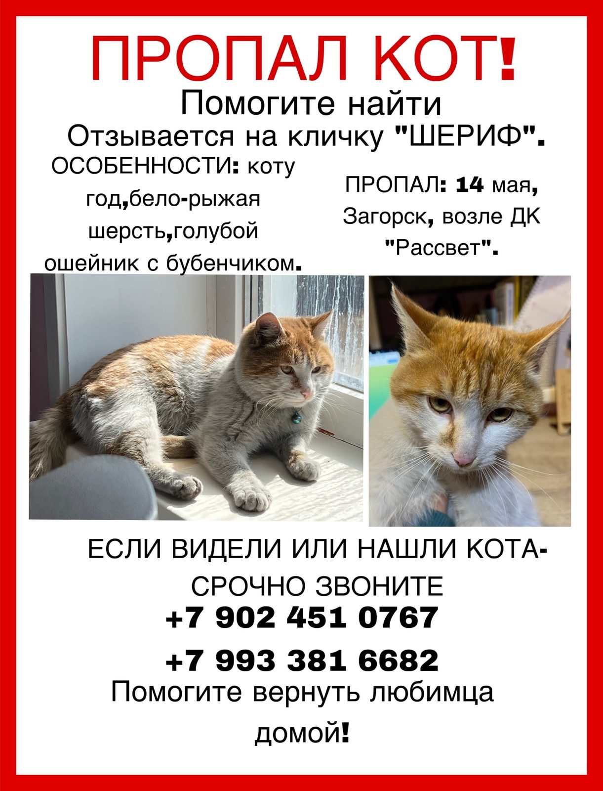 Пропала кошка в Улан-Удэ — фото объявления