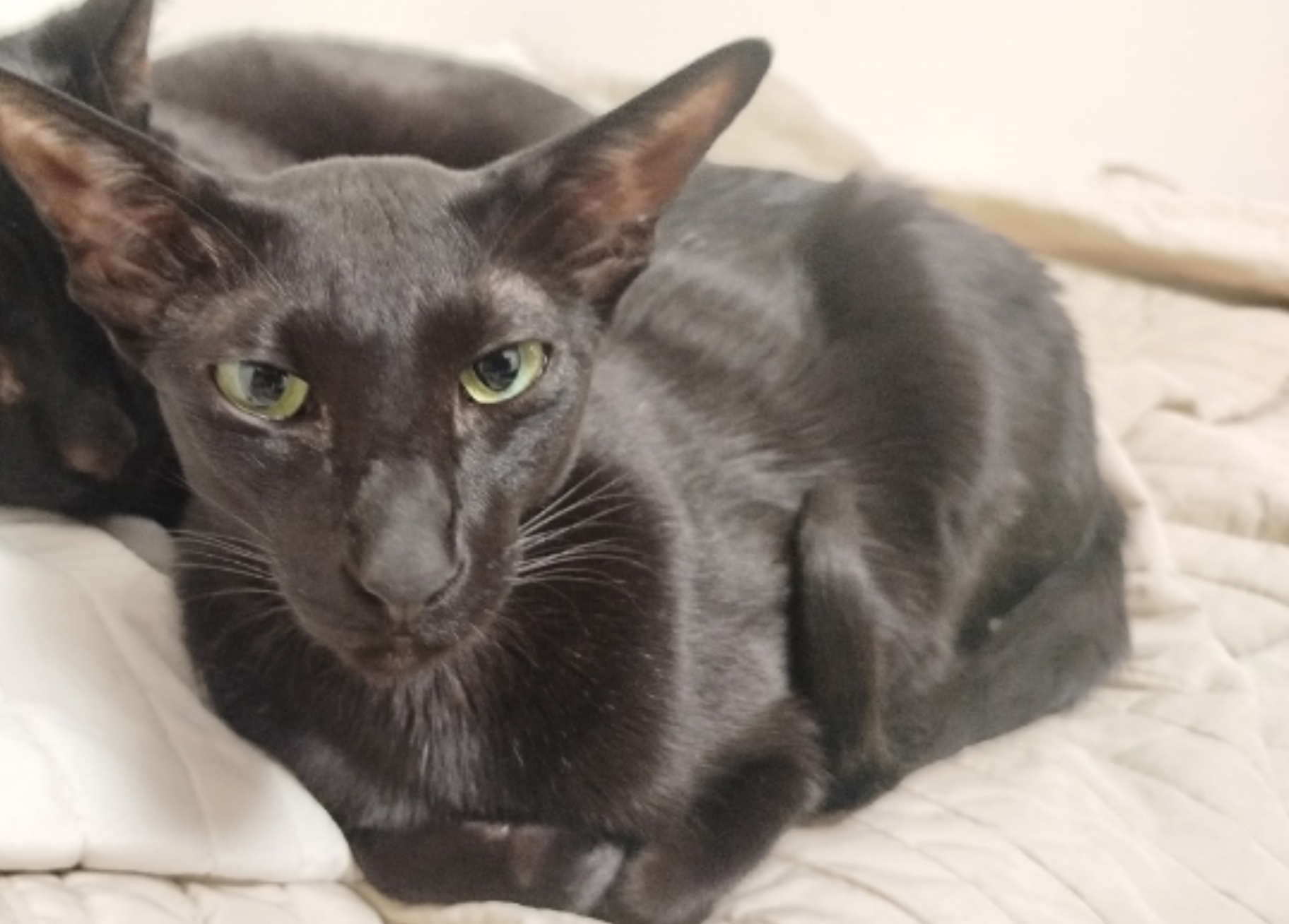 Пропала кошка в Санкт-Петербурге — фото объявления