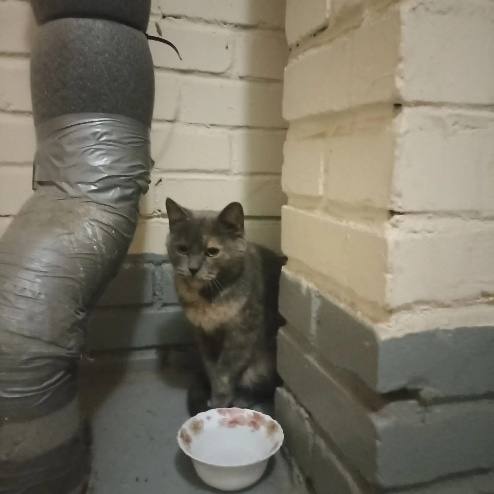 Найдена кошка в Санкт-Петербурге — Черепаховый кот или кошка. Ржевка